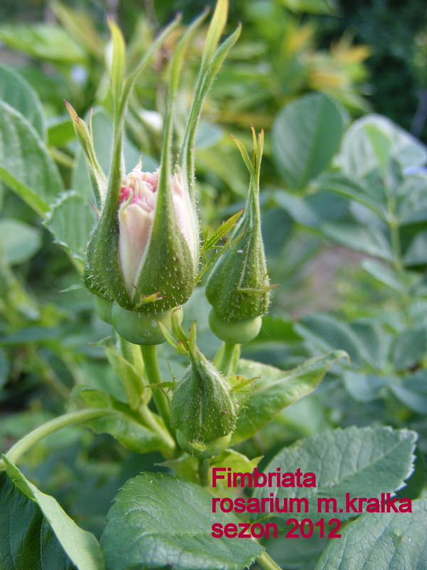 'Fimbriata (hybrid rugosa, Morlet, 1889)' rose photo