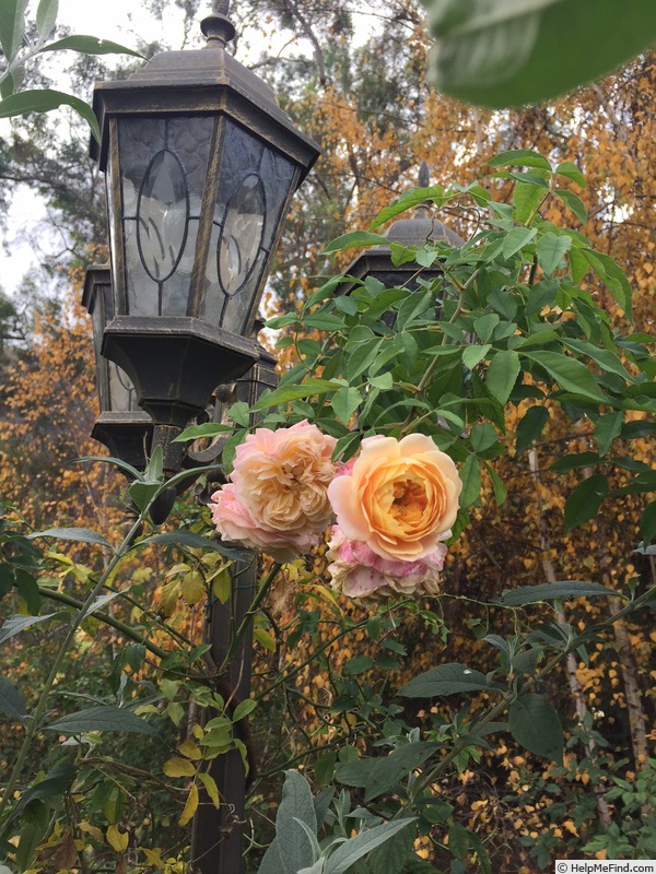 'Jeri Jennings' rose photo