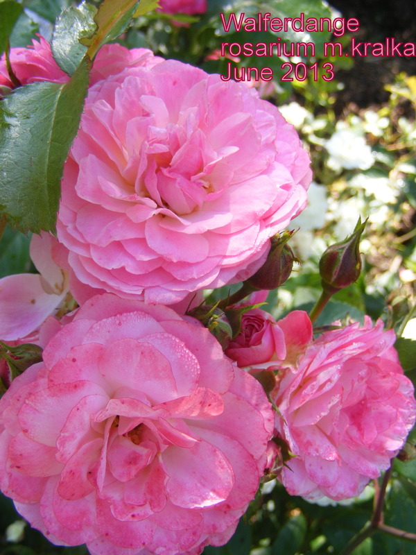 'Walferdange' rose photo