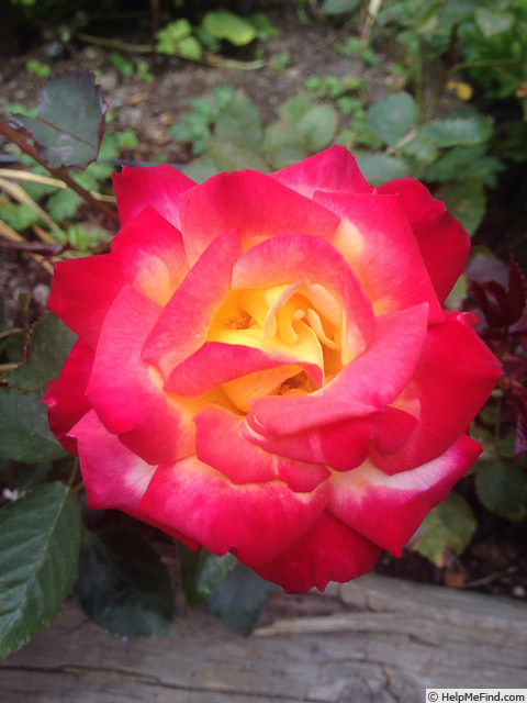 'Hosanna' rose photo