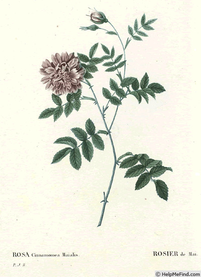 'Rosier de Mai (cinnamomea)' rose photo