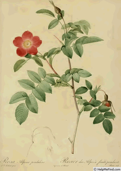 '<i>Rosa pendulina</i> L.' rose photo