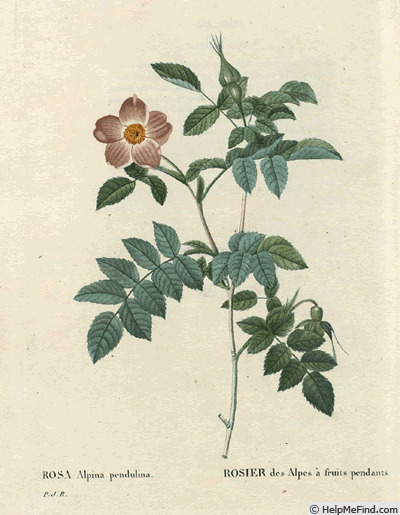 '<i>Rosa pendulina</i> L.' rose photo