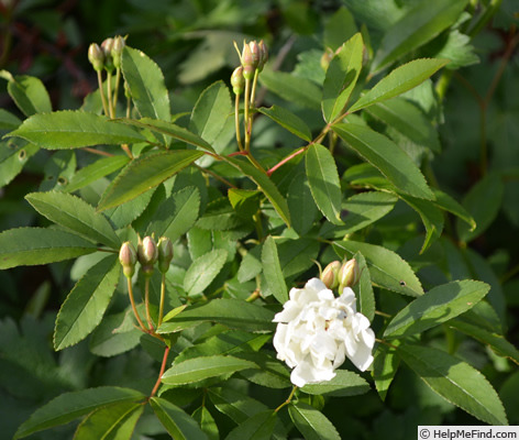 '<i>Rosa banksiae var. banksiae</i>' rose photo