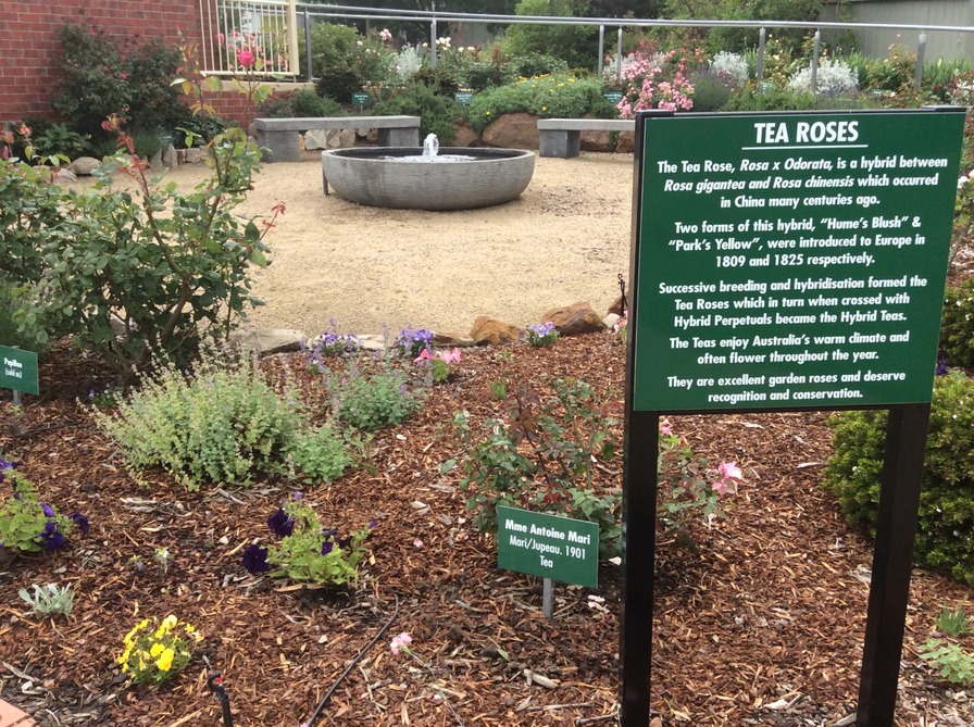 'Mornington Botanical Rose Garden - Heritage Rose Garden beds'  photo