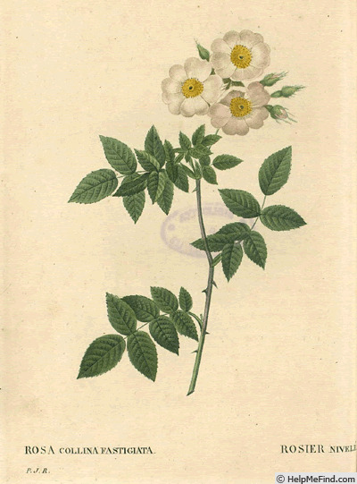 '<i>Rosa x collina</i> var. <i>fastigiata</i> (Bastard) Thory synonym' rose photo