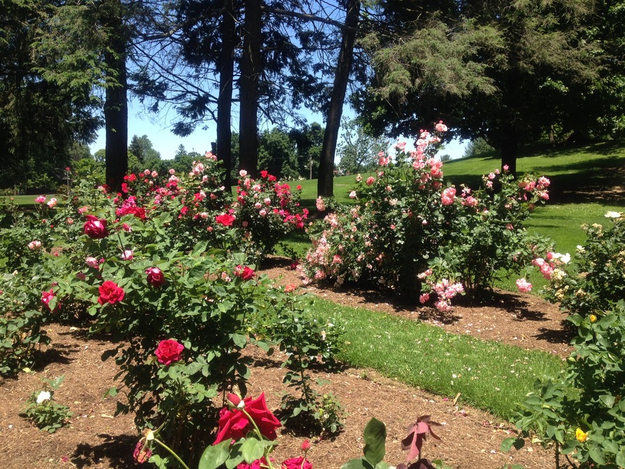 'John A. Fritz Memorial Rose Garden, Buchanan Park, Lancaster, PA'  photo