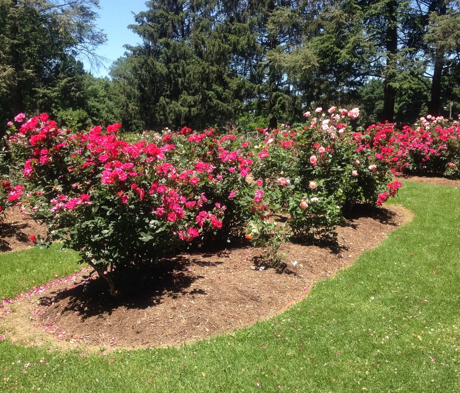 'John A. Fritz Memorial Rose Garden, Buchanan Park, Lancaster, PA'  photo