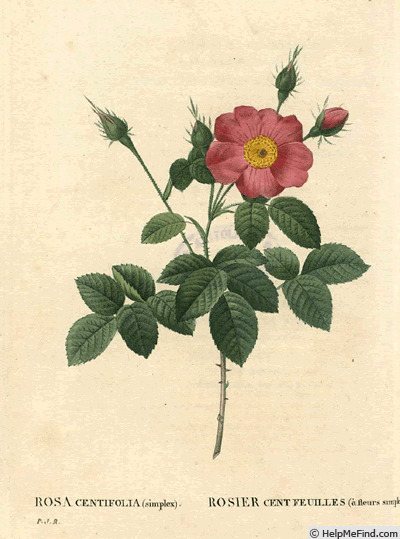'<i>Rosa centifolia flore simplici</i>' rose photo