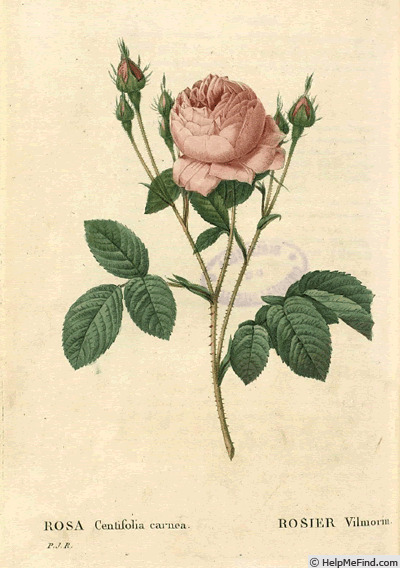 '<i>Rosa centifolia</i> staxon <i>carnea</i> Dum.Cours' rose photo