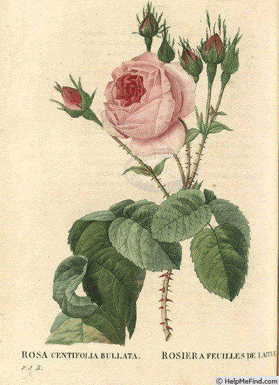'<i>Rosa centifolia</i> staxon <i>bullata</i> Redouté & Thory' rose photo