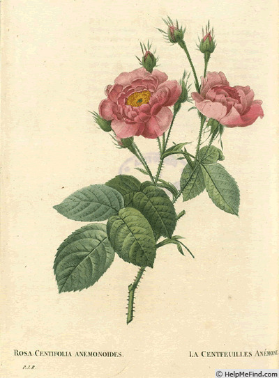 '<i>Rosa centifolia anemonoides</i>' rose photo