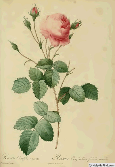 'Rosa centifolia crenata</i>' rose photo