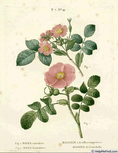 'R. rubrifolia' rose photo