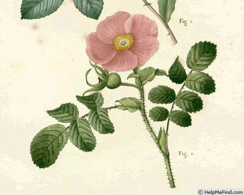 '<i>Rosa kamtschatica</i> Red. & Thory Synonym' rose photo