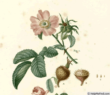 '<i>R. villosa</i>' rose photo