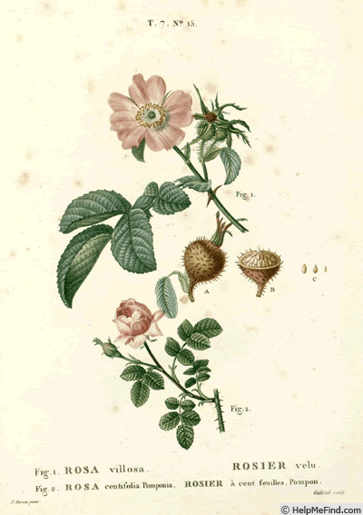 '<i>Rosa centifolia</i> var. <i>pomponia</i> Lindl.' rose photo