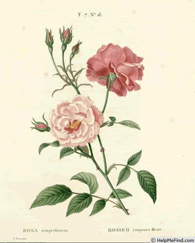 'R. semperflorens' rose photo