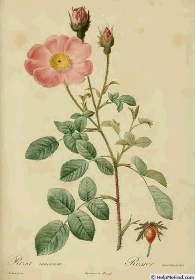 'R. muscosa simplex' rose photo