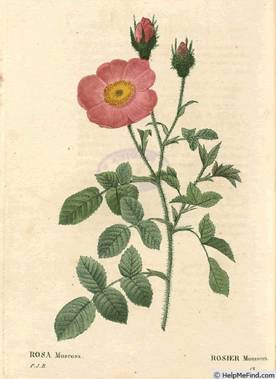 'R. muscosa simplex' rose photo