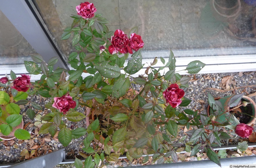 'Gigi™ (mini-flora, Olesen/Poulsen, 2011)' rose photo