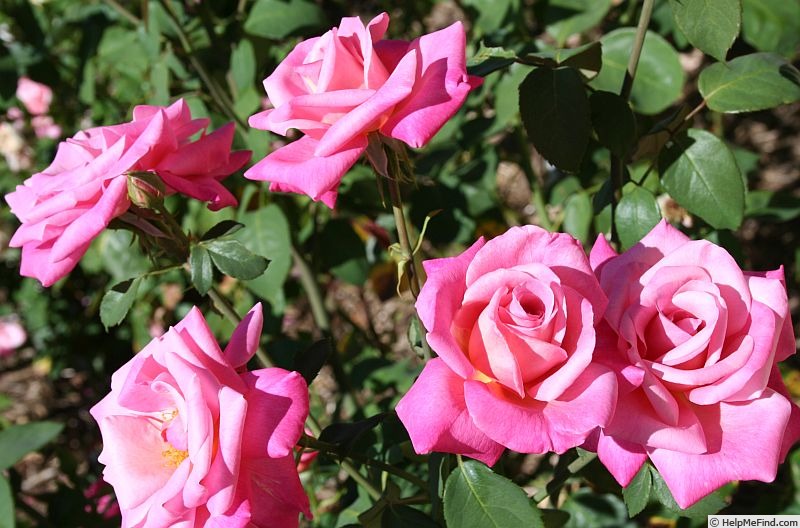 'Carmenta' rose photo
