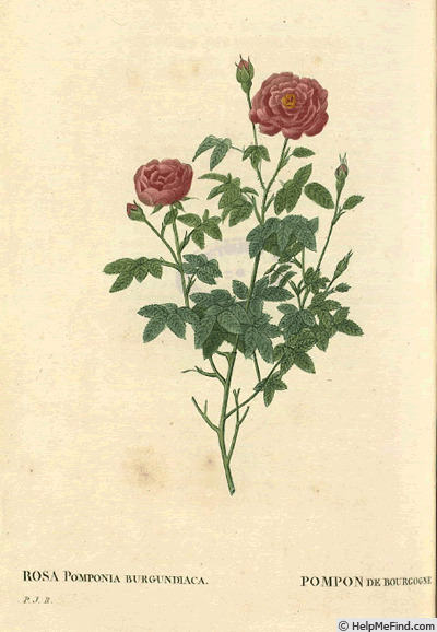 '<i>Rosa burgundiaca</i> Roess.' rose photo