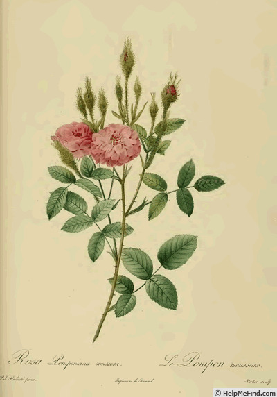 '<i>Rosa pomponiana muscosa</i>' rose photo