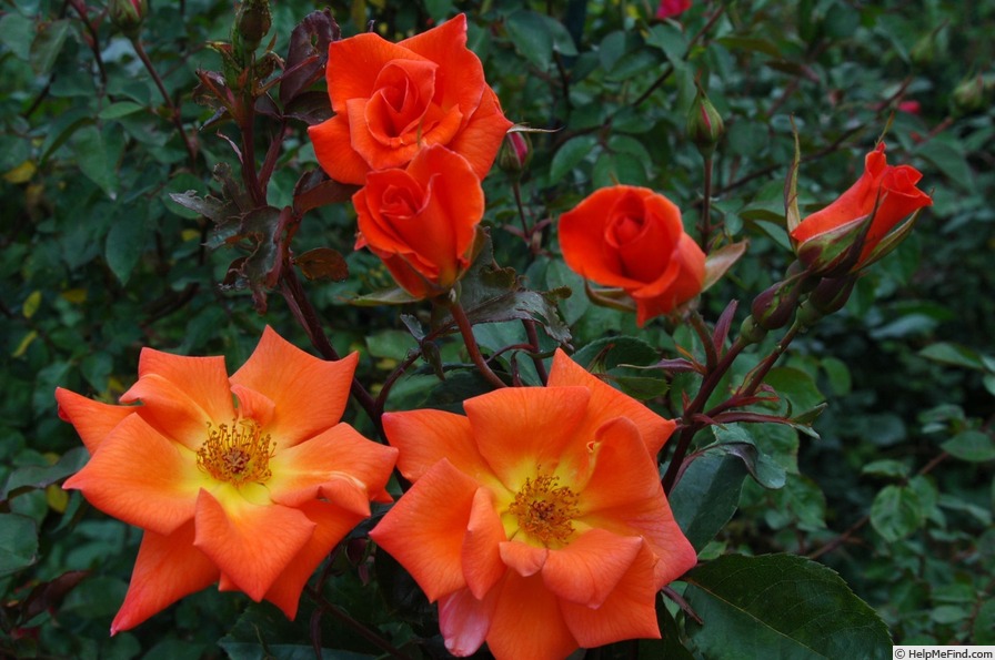 'Bush Blaze' rose photo