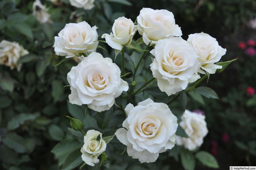 'Custard Cream' rose photo