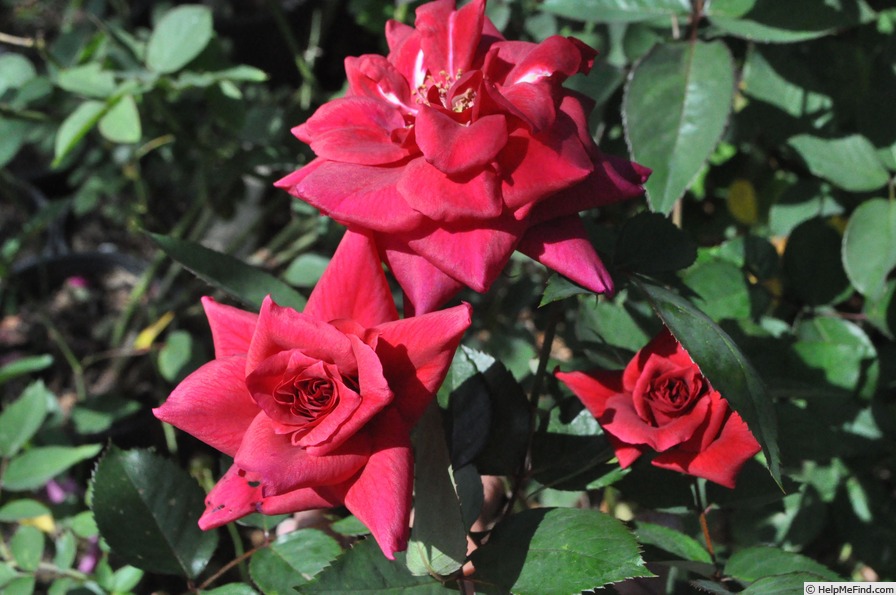 'Red Silk' rose photo