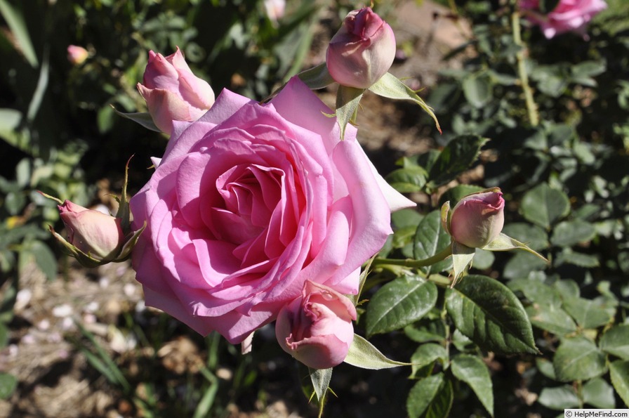 'Sweet Parfait' rose photo