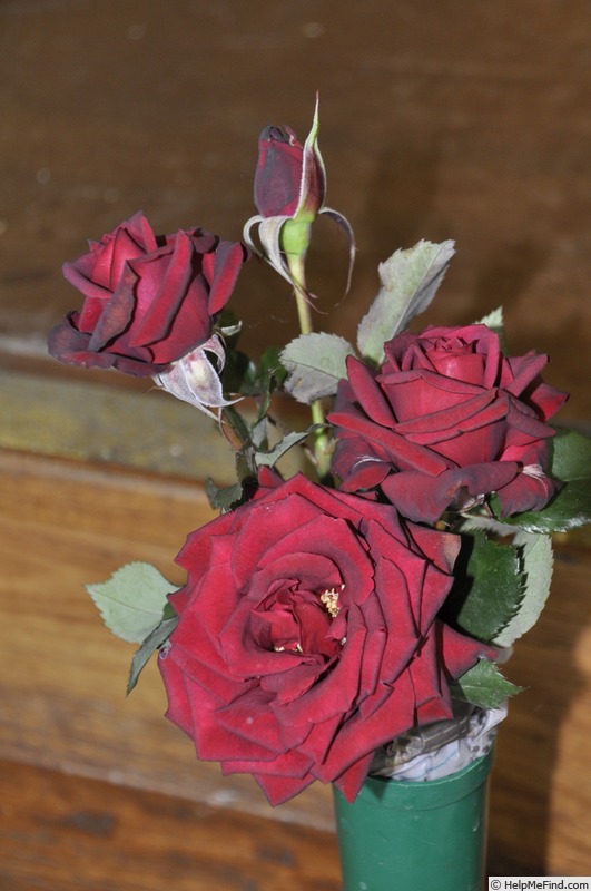 'Trent' rose photo