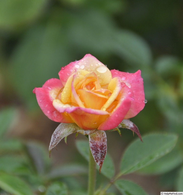 'Miss Wallace' rose photo