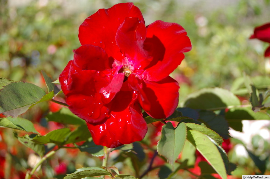 'Tour Eiffel 2000 ® (climber, Delbard, 1998)' rose photo