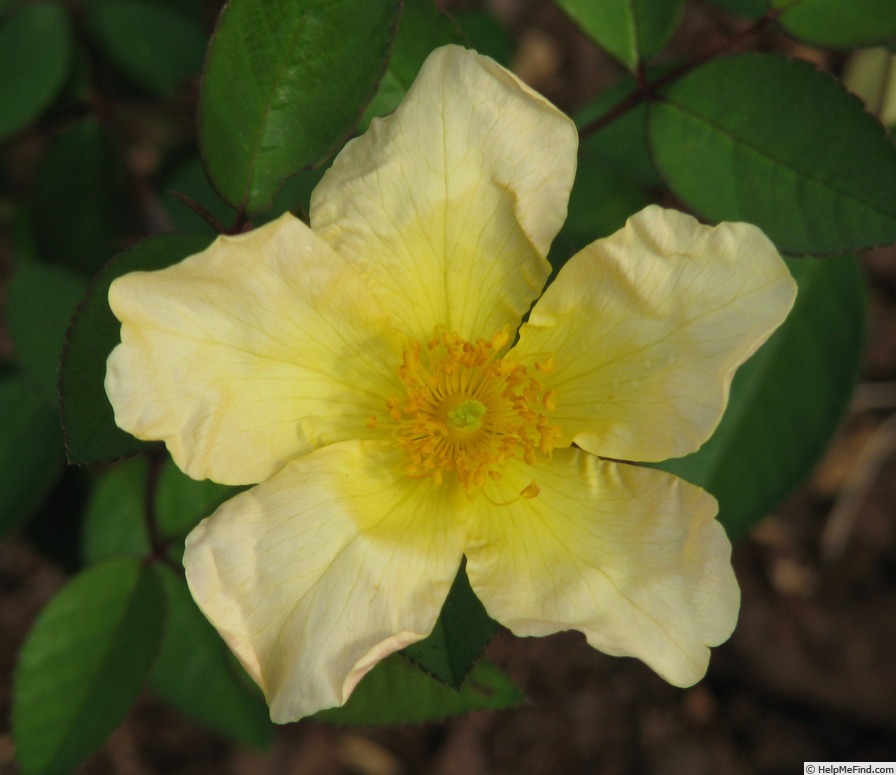 'Bermuda Yellow Mutabilis' rose photo