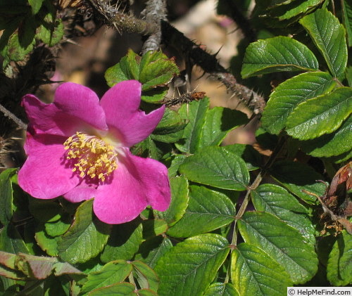 'Prattigosa' rose photo