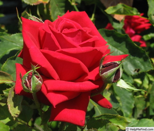 'Hoagy Carmichael' rose photo