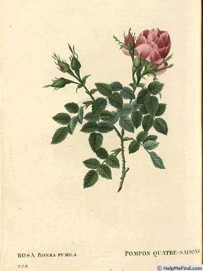 'Rosa Bifera pumila' rose photo