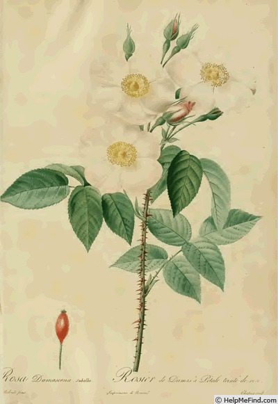 '<i>Rosa damascena subalba</i> Red. & Thory' rose photo
