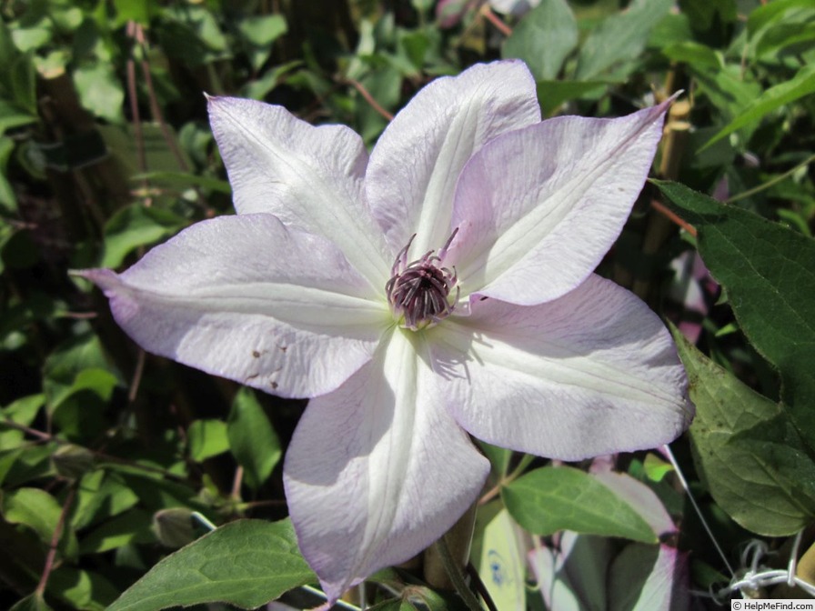 'Utopia' clematis photo