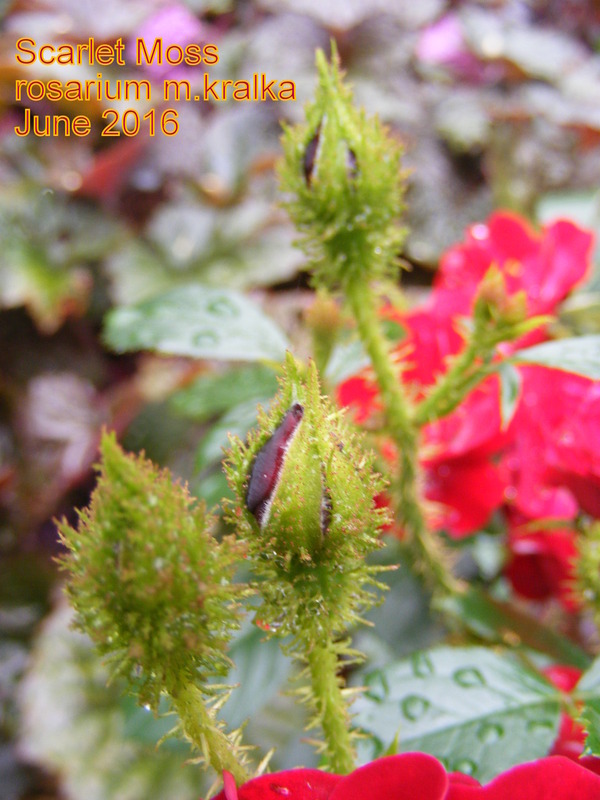 'Scarlet Moss ™ (miniature, Moore, 1988)' rose photo