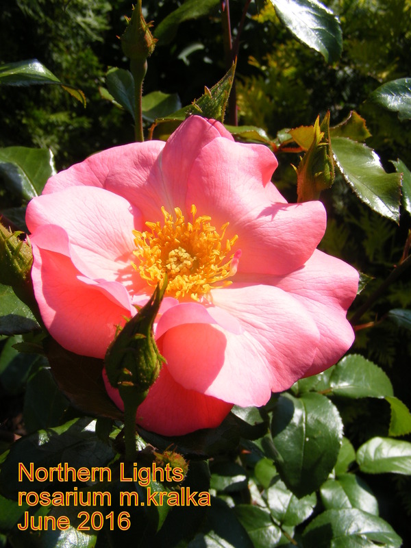 'Northern Lights ® (shrub, Noack, 1997)' rose photo