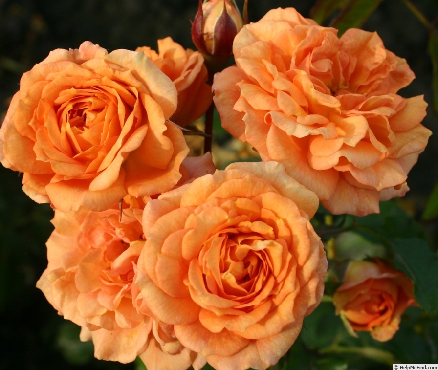 'Bentheimer Gold ®' rose photo