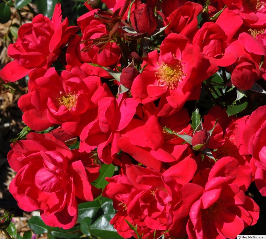 'Cherri Kolorscape ™' rose photo