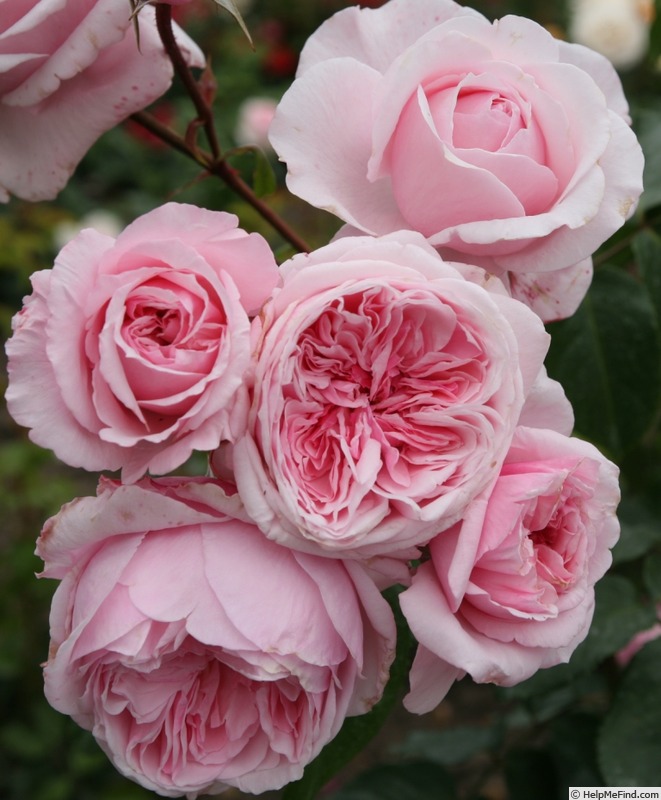 'Kiss Me Kate ®' rose photo