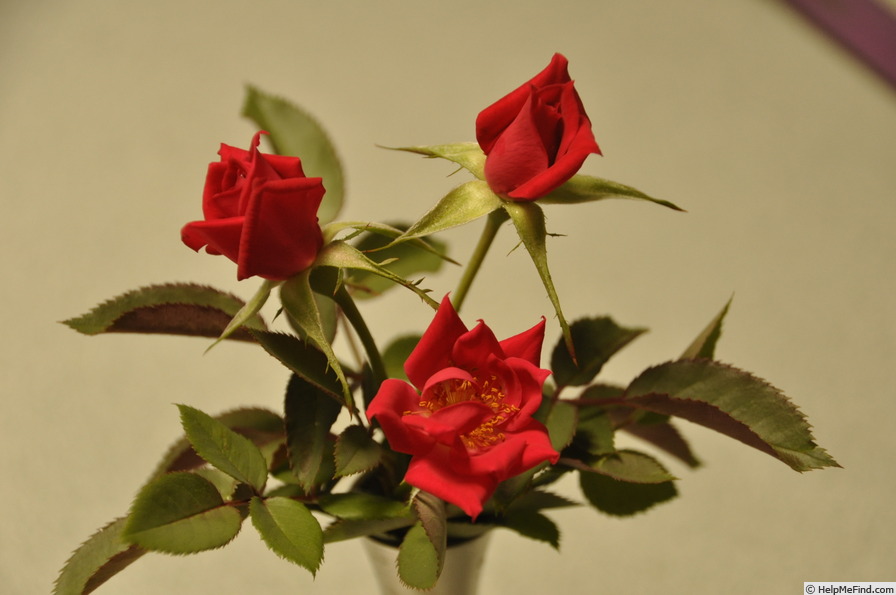 'Tiny Red' rose photo