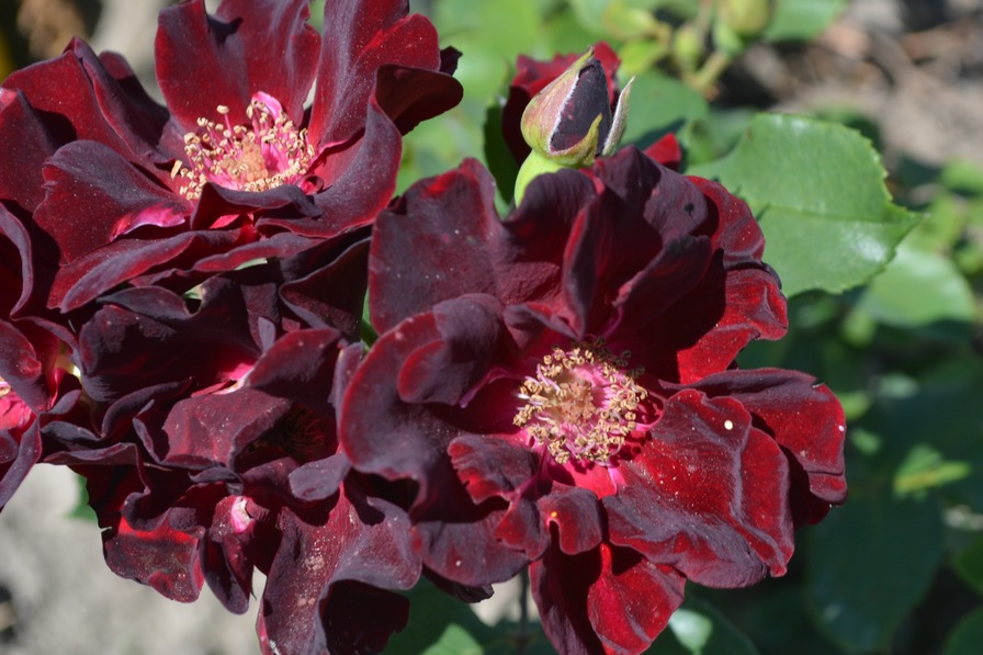 'Pretty Black' rose photo