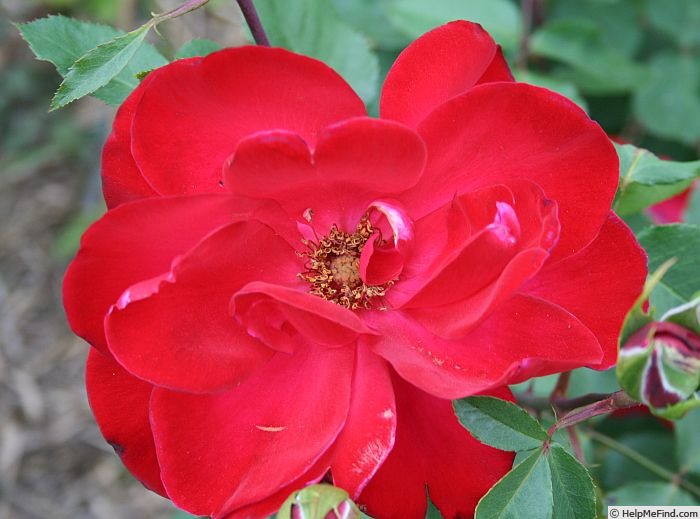 'Gyro' rose photo