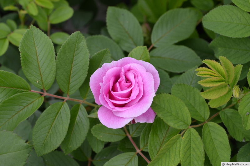 'Ross Rambler 14' rose photo